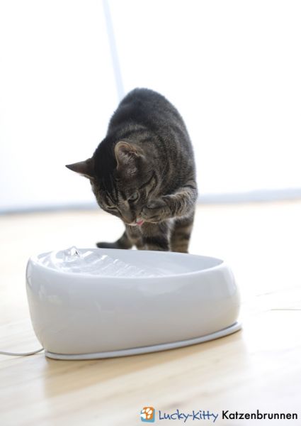 Lucky Kitty Trinkbrunnen weiss mit Katze