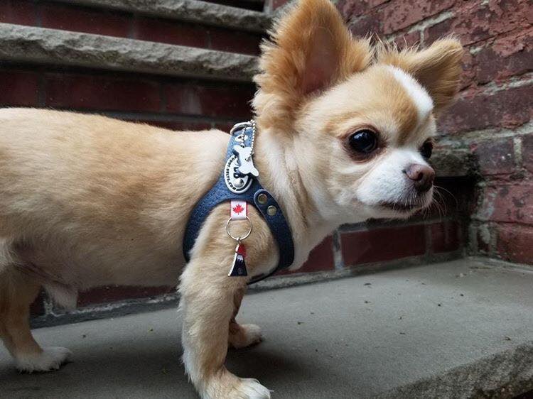 BuddyBelt Hundegeschirr schwarz kleiner Hund