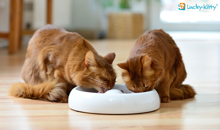 Lucky Kitty Fressnapf mit zwei Katzen