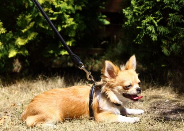 Hundegeschirr in schwarz aus Leder inklusive Leine – Bild 3