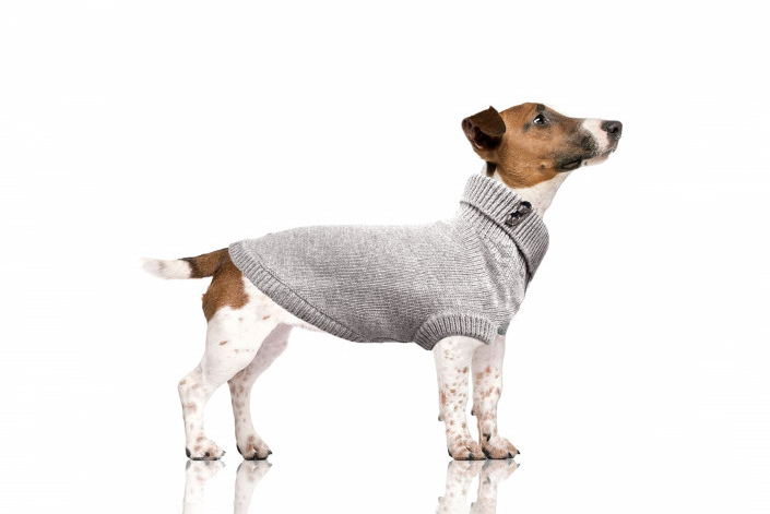 hund-mit-pulli-helsinki