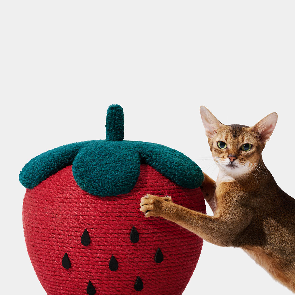 Katzenbaum